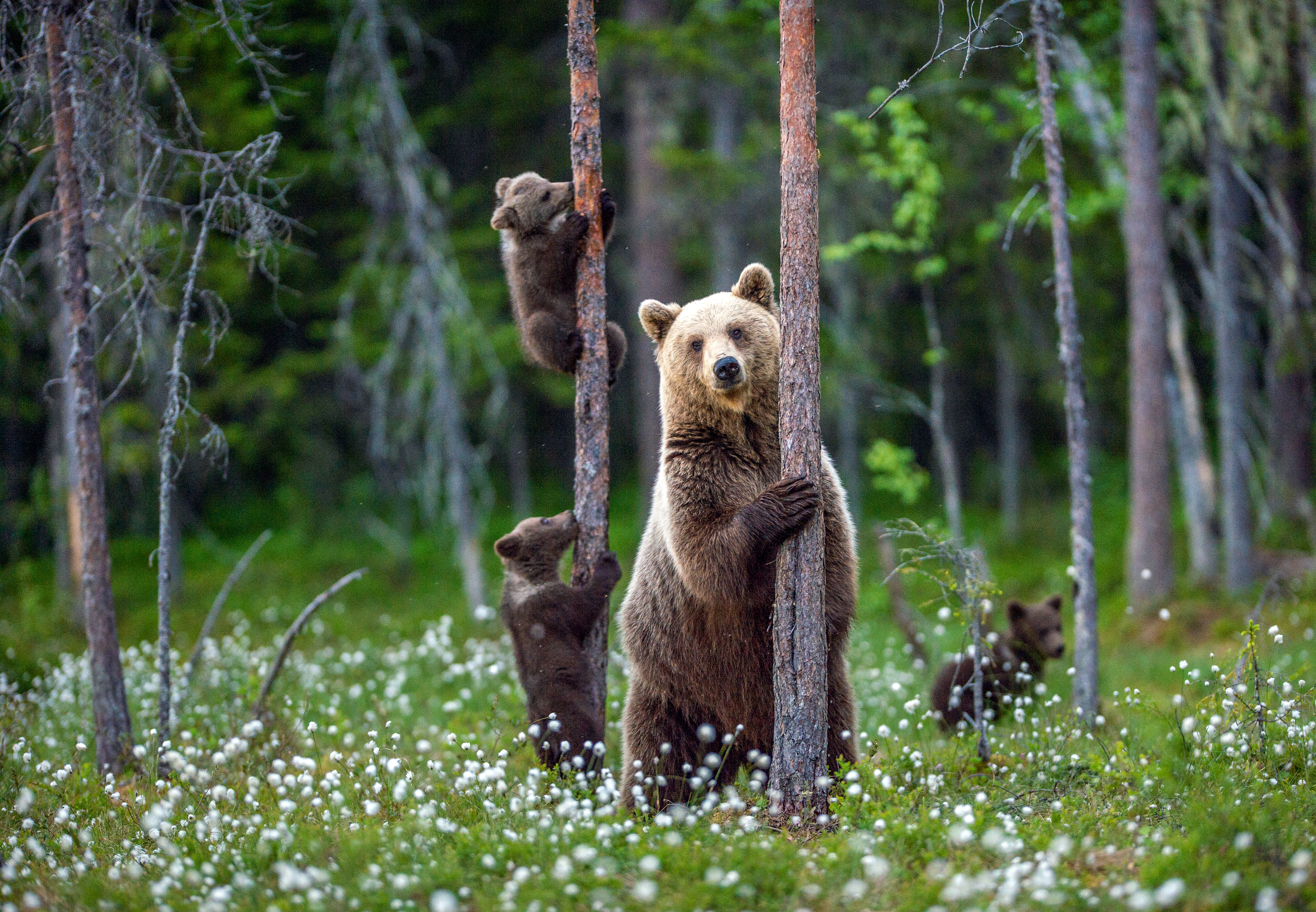 Bear Viewing
